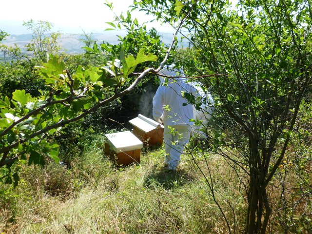 produzione miele castagno 2015 - loc .Pierno